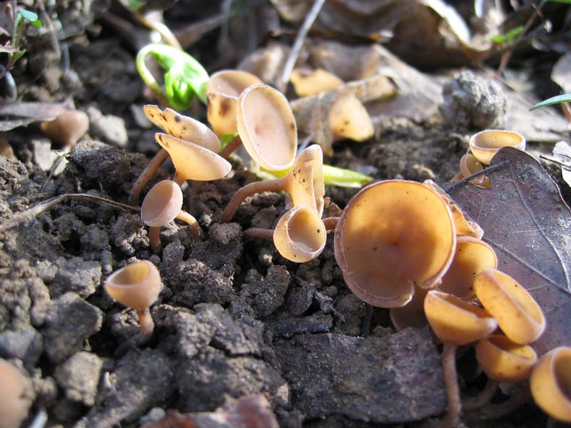 Dumontinia tuberosa